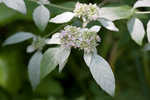 Loomis' mountainmint